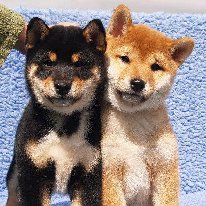 REGALO Cuccioli Shiba Inu