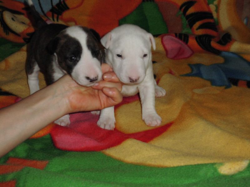  cuccioli di bull terrier  per adozione ( regalo  )