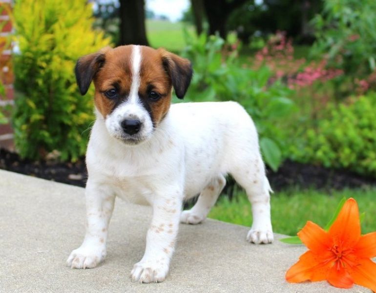  Regalo Jack russel Disponiamo di una cucciolata di Jack russel , i cuccioli verranno Dato dopo 90 g