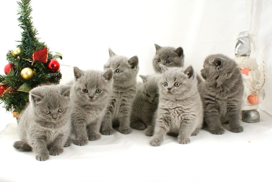 BRITISH SHORTHAIR,  (IN REGALO) Disponibili subito bellissimi gattini british