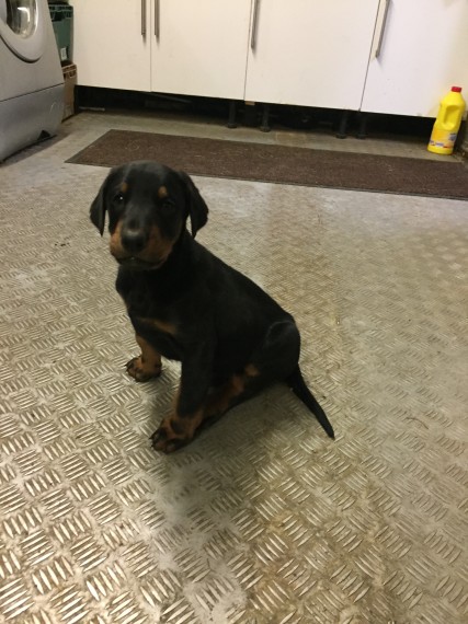 Regalo adorabili cuccioli Dobermann femminucce e maschietti disponibili