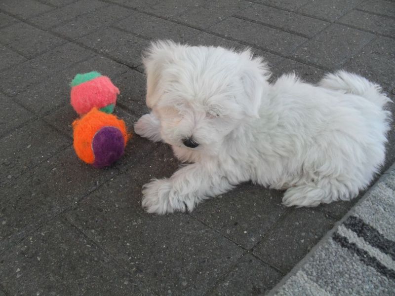 Cuccioli MALTESI in adozione !!!!!