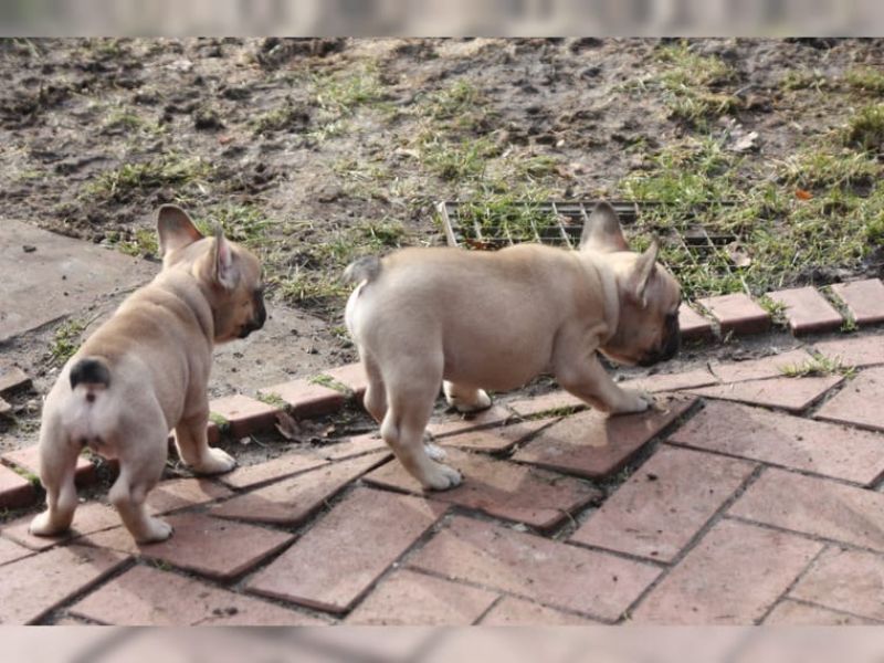 REGALO Cuccioli di Bulldog Francese