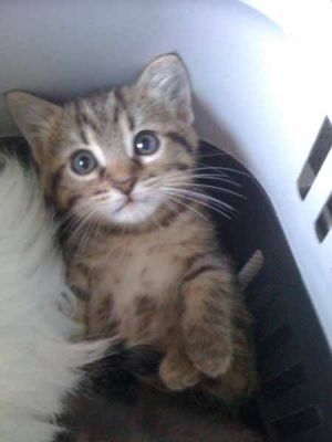 Gattini cuccioli nati ai primi di agosto