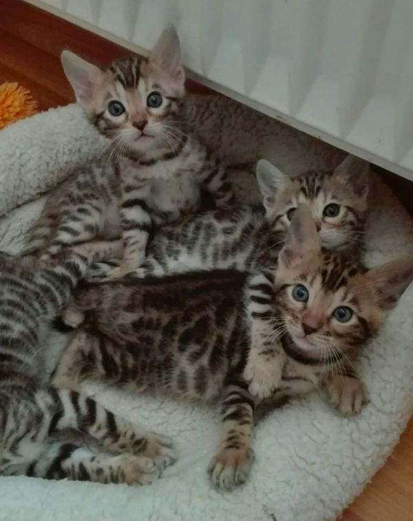  regalo Bengala gattini disponibili per l'adozione