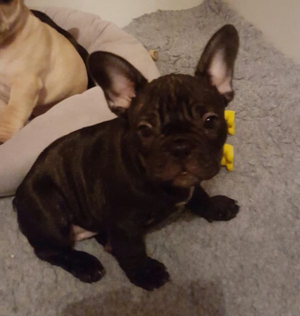 Molto bella e sani cuccioli di bulldog francese per adozione  