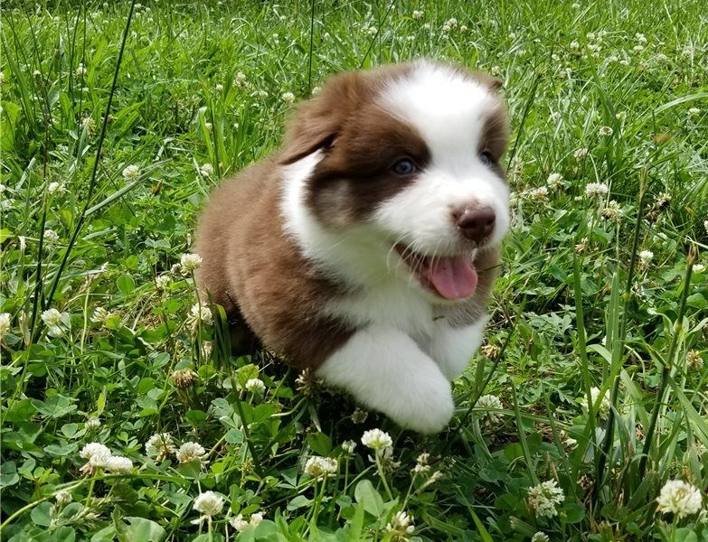 Regalo Cucciolo di Pastore australiano in pronta consegna i cuccioli verranno Dato dopo 90 giorni da