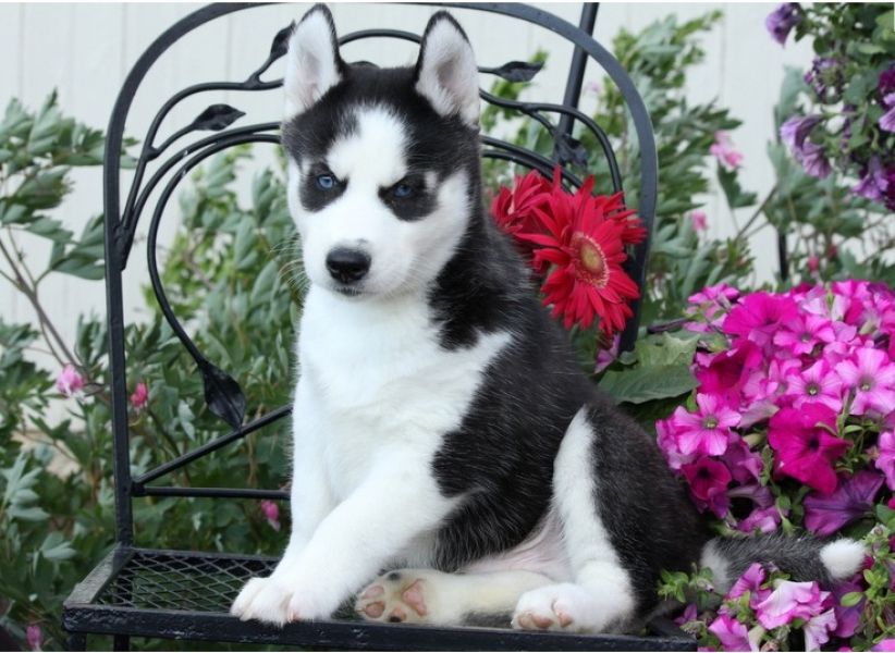   Regalo cuccioli Siberian Husky Maschio e Femmina