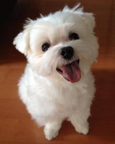 REGALO MALTESE CUCCIOLI DISPONIBLE PER L'ADOZIONE  Adorabili cuccioli di Maltese femminucce e maschi