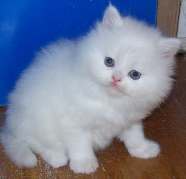  REGALO Gattini persiani per l'adozione  Ho 2 splendide gattino femmine e Maschio  persiano, uno � u