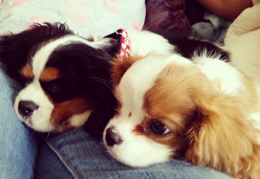 Cavalier King Charles cuccioli regalo