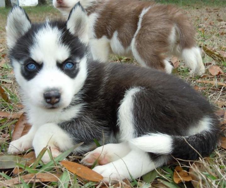  cuccioli di Sibarian husky  per adozione ( regalo  )