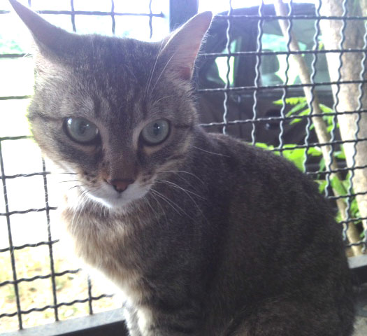 Arnold, micio maschio tigrato