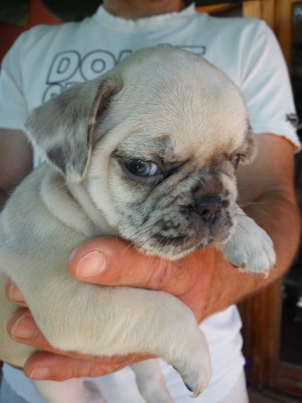  cuccioli di Bulldog Francese  ( Gratis )
