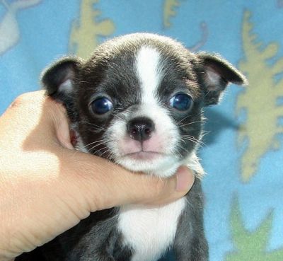 divertente cuccioli chihuahua per l'adozione