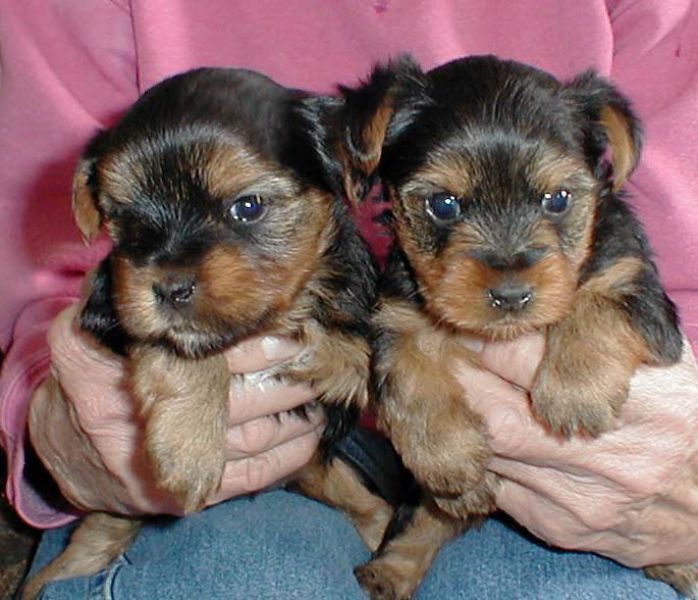 Yorkie cuccioli.,