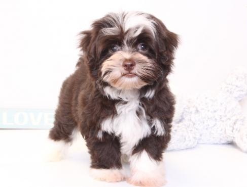 Regalo Cuccioli di Havanaise in pronta consegna