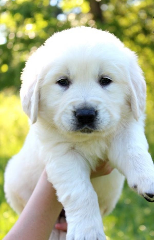 Molto bella e sani cuccioli di golden retriever per adozione maschi e femmine disponibili (gratis) 