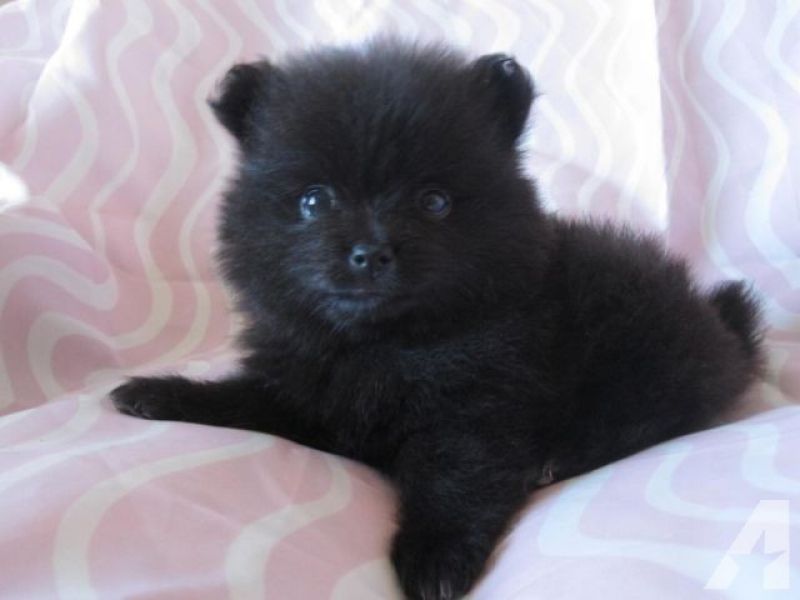 ✔ ✔ registrato ☮ pomsky ☮ cuccioli in adozione ✔ ✔