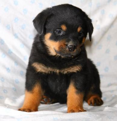 Cuccioli di rottweiler femminucce e maschietti disponibili per l'adozione gratuita