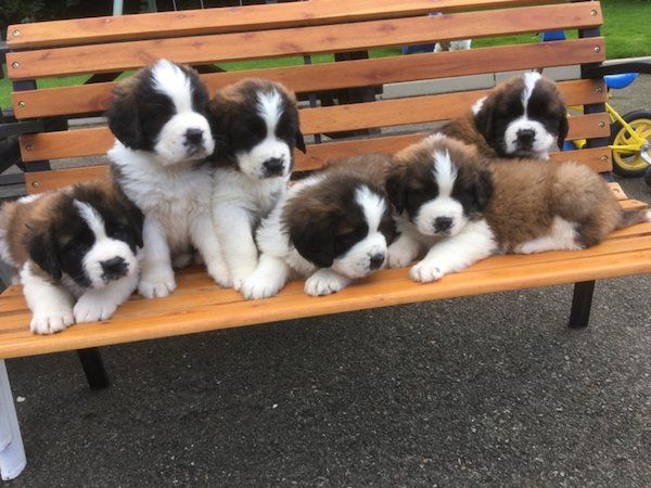 Adorabili cuccioli  san bernardo  femminucce e maschietti disponibili