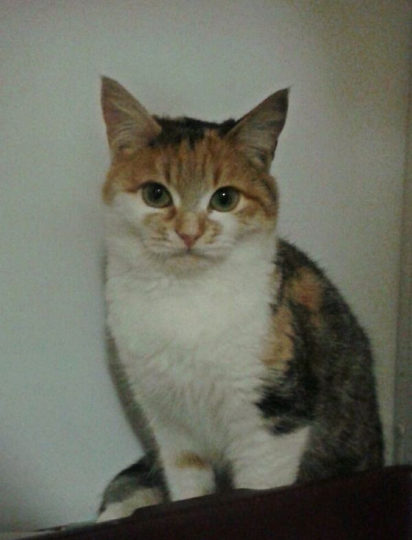Gattina Tricolore