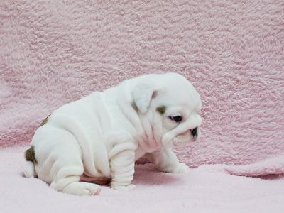 Splendide Bulldog inglese cuccioli per l'adozione