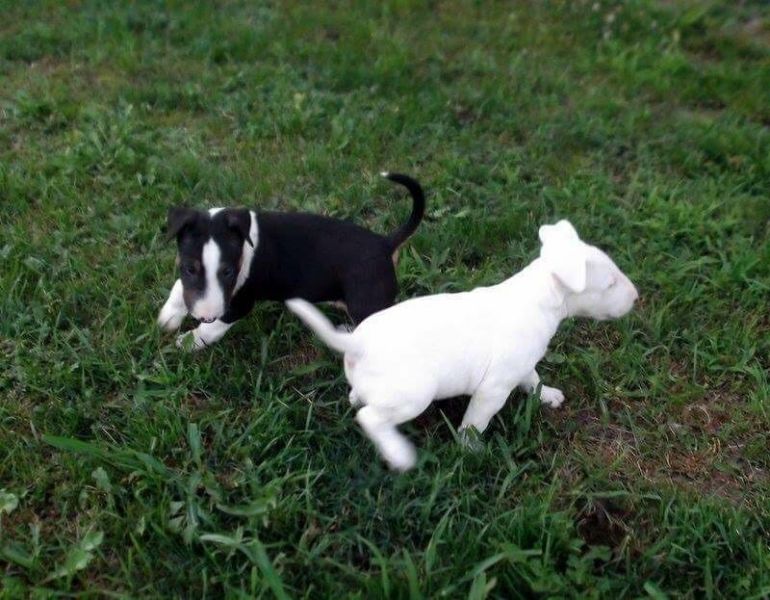 Cuccioli di miniature bull terrier per adozione ( regalo )