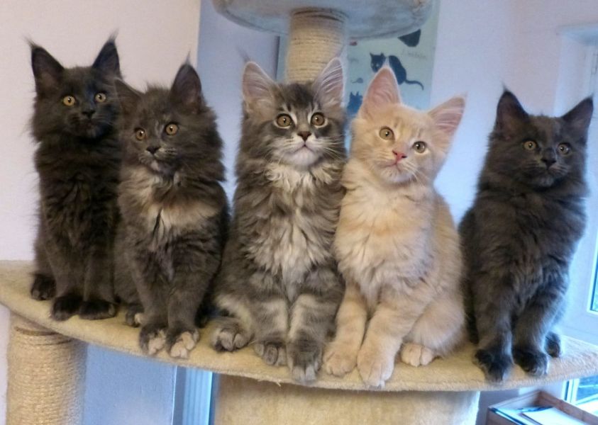  gattini main coon per adozione ( per regalo )