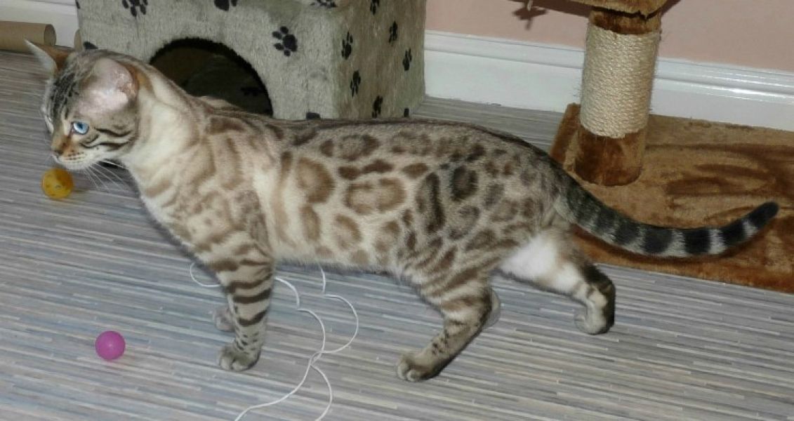 Belle gattini Bengala disponibili per l'adozione