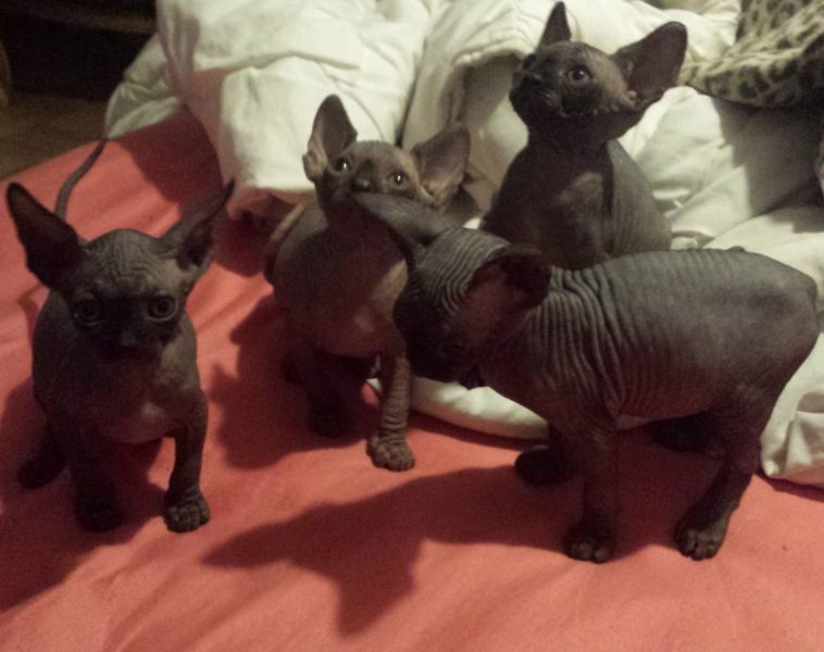 Molto bella e sani gattini Sphynx  per adozione maschi e femmine disponibili (gratis) 