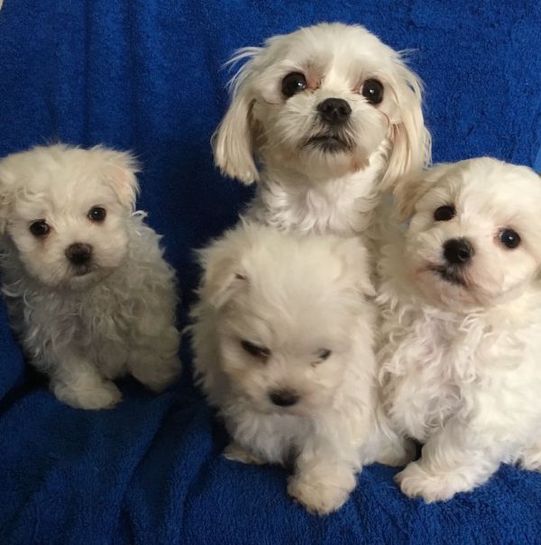 REGALO Dolci cuccioli Maltese per l'adozione abbiamo cuccioli Maltese molto felice e sorprendente. A