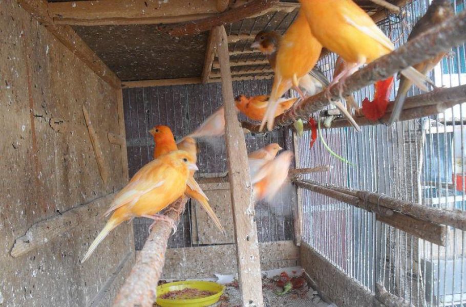 europanimals vendita uccelli ingrosso