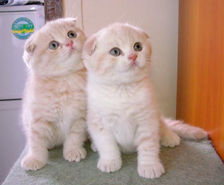 Gattino Scottish Fold disponibili