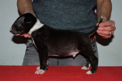 Bull terrier inglese taglia standard