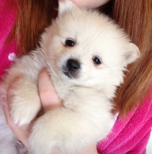Volpino spitz pomerania