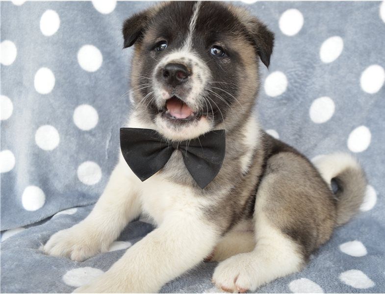 Regalo Cucciolo di Akita inu in pronta consegna
