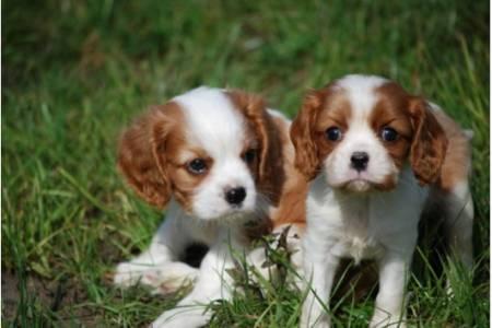 REGALO CAVALIER KING CHARLES SPANIEL,Femminucce e da Maschietti   Disponibili in Allevamento delle b