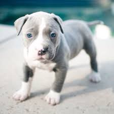  adorabili cuccioli di pitbull femminucce e maschietti disponibili per l'adozione cuccioli sono vacc