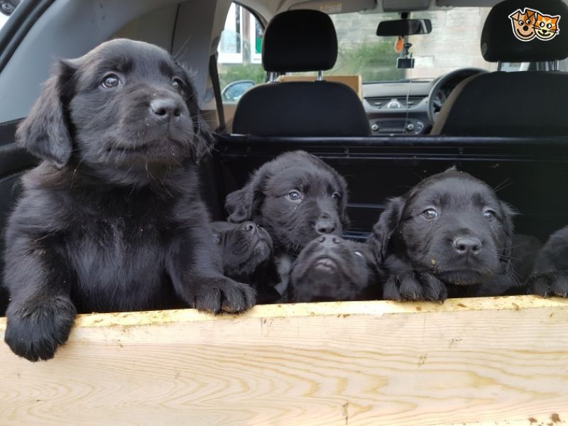 Regalo cuccioli di TERRANOVA