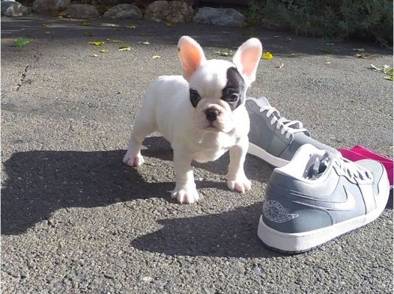 Regalo Cuccioli di Cane a Bulldog Francese
