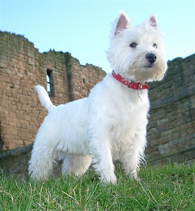 Cuccioli di West highland femminucce e maschietti disponibili per l'adozione