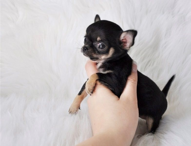 Regalo Cucciolo di chihuahua in pronta consegna i cuccioli verranno Dato dopo 90 giorni dalla nascit