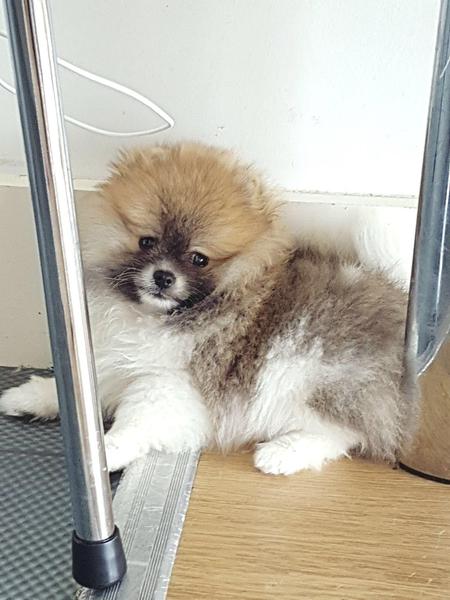 { Regalo Volpino di pomerania (spitz tedesco nano