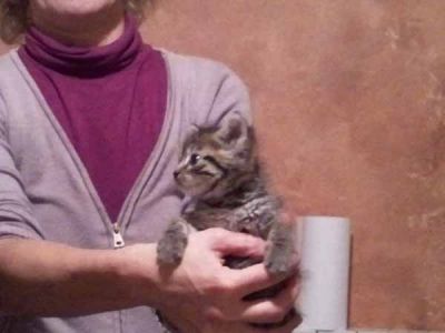 Gattini cuccioli a Cardano al Campo