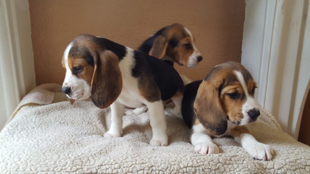Regalo Cucciolo di Beagle in pronta consegna