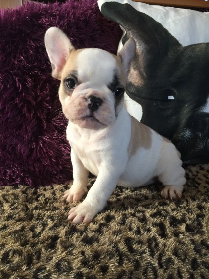 REGALO Cuccioli di Bulldog Francese