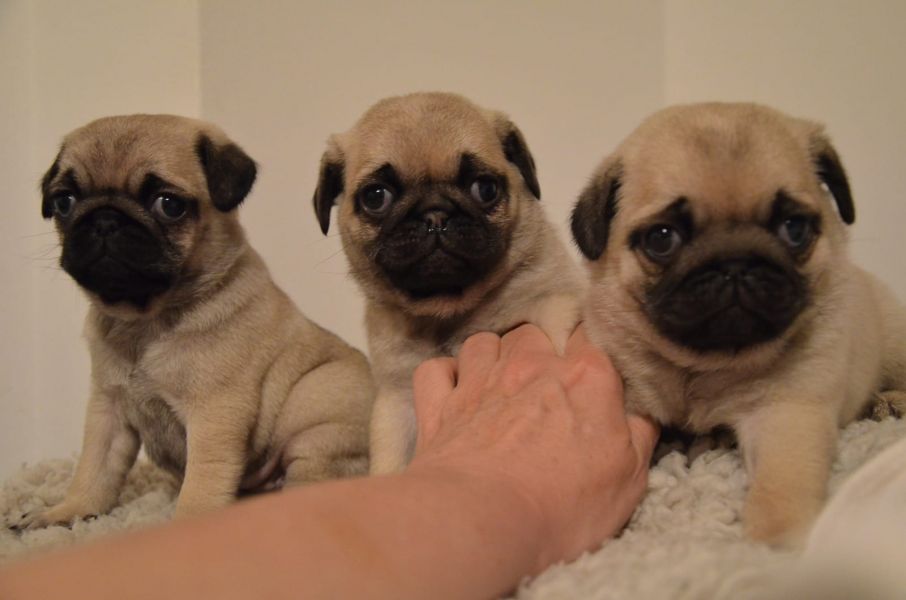 Cuccioli di carlino per regalo