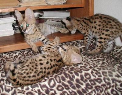 F1 e F2 Savannah