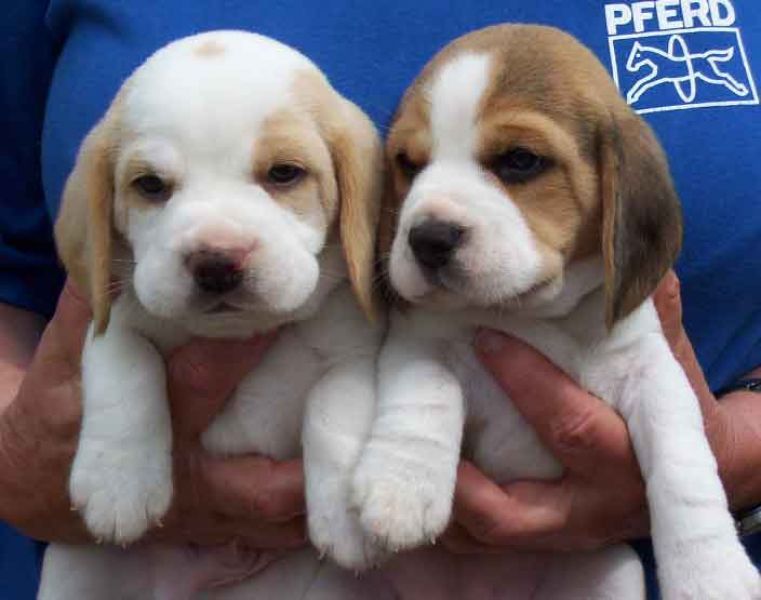 Regalo Stupendi cuccioli di Beagle maschi che femmine..